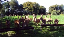 Deer, Wild Boar, Hungarian Wine Cellar.....in Mitchelstown