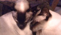 For Pet Lovers