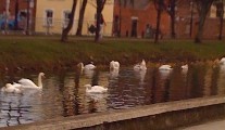 New Years Day 2011 - Swans on Grand Canal