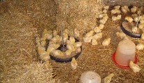 A Poulet Au Pot - Regan Organics
