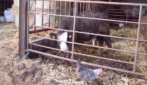 MANORHAMILTON FARMER'S MARKET
