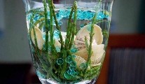 Samphire @ The Waterside
