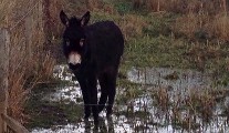 ISPCA RESCUE VALENTINO THE BEAUTIFUL DONKEY