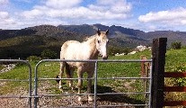 Lucinda's Last Rose of Summer Tour of Kerry & West Cork